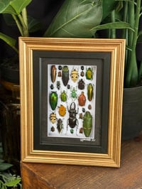 BEETLE BOX - 3 