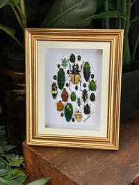 BEETLE BOX - 4