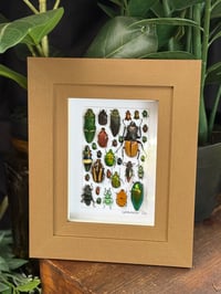 BEETLE BOX - 5 