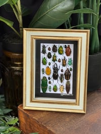 BEETLE BOX - 6
