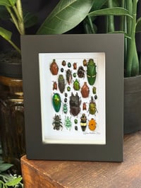 BEETLE BOX - 7 