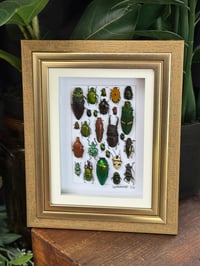 BEETLE BOX - 8 