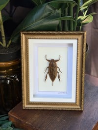 GIANT WATER BUG BOX