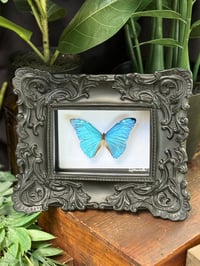 AEGA MORPHO - ORNATE BLACK