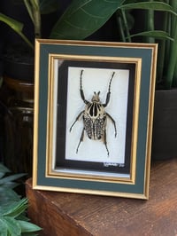 GOLIATH BEETLE - NAVY BLUE