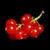 BERRIES - Peter Gramberg