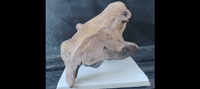 Image 2 of Drift Manatee