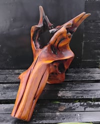 Image 5 of Razorback Rising