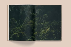 Image of LA SELVA 