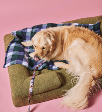 Image 2 of Olive Boucle Dog Bed