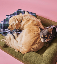 Image 3 of Olive Boucle Dog Bed