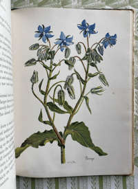 Image 7 of A Bouquet of Wild Flowers