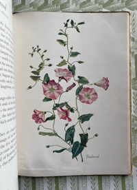 Image 9 of A Bouquet of Wild Flowers