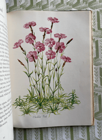 Image 8 of A Bouquet of Wild Flowers