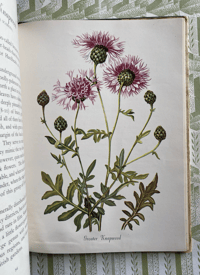 Image 11 of A Bouquet of Wild Flowers