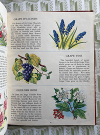 Image 3 of The Picture Dictionary of Flowers