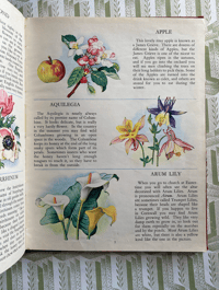 Image 7 of The Picture Dictionary of Flowers