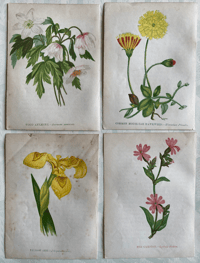 Antique wild flower illustrations set of 4 (A)