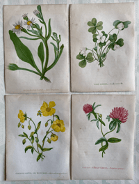 Antique wild flower illustrations set of 4 (B)