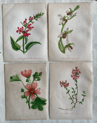 Antique wild flower illustrations set of 4 (C)