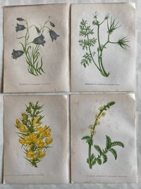 Antique wild flower illustrations set of 4 (D)