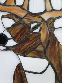 Image 2 of White Tail Deer