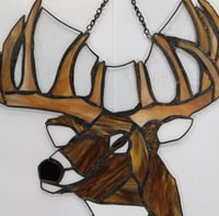 Image 3 of White Tail Deer