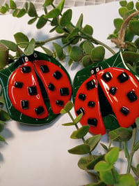 Image 1 of Ladybugs