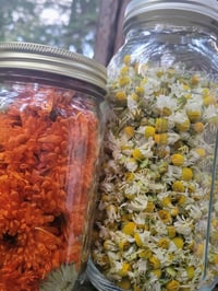 Image 2 of Freeze-Dried Organic Chamomile 