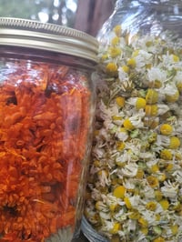 Image 3 of Freeze-Dried Organic Chamomile 