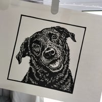 Labrador Commission - Sophie