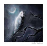 Owl, Limited Edition Fine Art Print 