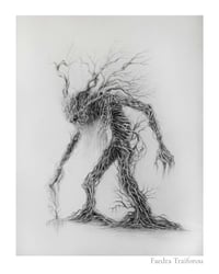 ElderRoot, Limited Edition Fine Art Print 