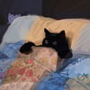 Night Creature 