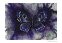 Butterfly , Limited Edition Fine Art Print 