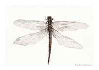 Dragonfly , Limited Edition Fine Art Print 