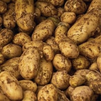 Image 1 of Jersey Royal P.D.O New Potatoes