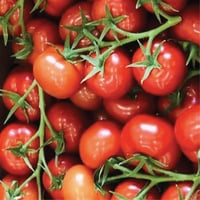 Image 1 of British Shirley Vine Tomato