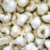 Image 1 of Spanish Blanco White Garlic Bulb