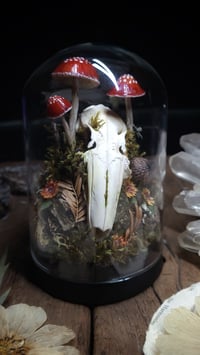 Image 4 of Rabbit Skull and Mushroom Glass Dome