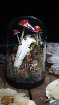 Image 1 of Rabbit Skull and Mushroom Glass Dome