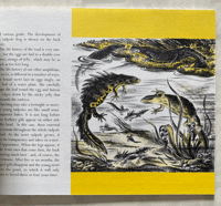 Image 3 of Life Histories by Paxton Chadwick