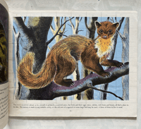 Image 2 of Wild Animals in Britain by Paxton Chadwick
