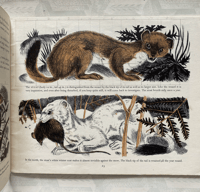 Image 4 of Wild Animals in Britain by Paxton Chadwick