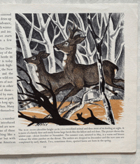 Image 6 of Wild Animals in Britain by Paxton Chadwick