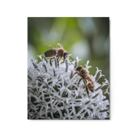 Bumble Bees Print