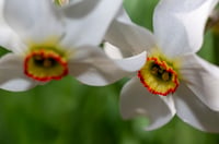 Image 1 of Red Tips