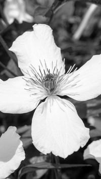 Image 2 of Clematis