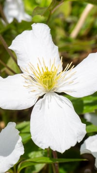 Image 1 of Clematis