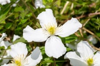 Image 3 of Clematis